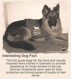 German Shepherd Facts, Dog Foto, Puppy Pads Training, German Shepherd Puppy, Shepherd Puppy