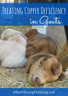 two baby goats are sleeping next to each other with the words treating copper efficiency in goats