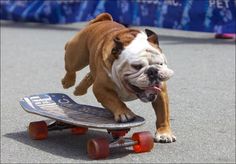 an english bulldog riding on top of a skateboard