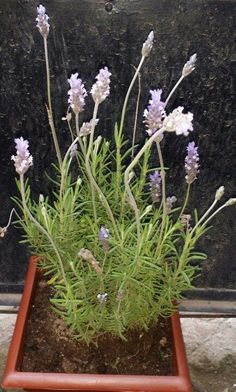 a potted plant with purple and white flowers