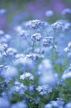 small blue flowers are growing in the grass