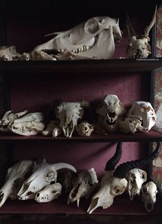 three shelves filled with various animal skulls on top of each other