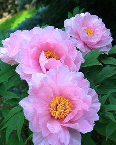 three pink flowers are blooming in the garden