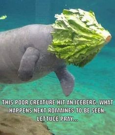 an elephant with lettuce on its back swimming in the water and captioning, this poor creature hit an iceberg what happens next remains to be seen