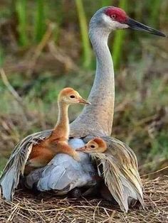 two birds standing next to each other on top of dry grass and straw covered ground