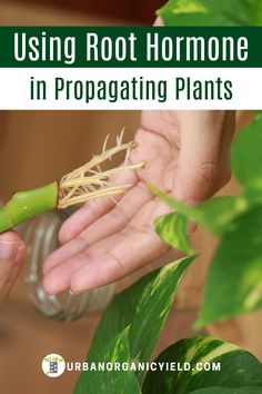 a person holding a plant with the text using root homoe in propagating plants