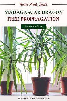 madagascar dragon tree propragation