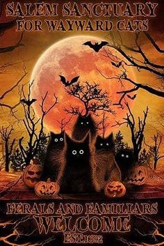 an image of a halloween card with three cats on it and the words salem sanctuary for wayward cats