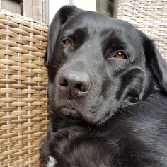 a black dog sitting next to a wicker basket and looking at the camera with an intense look on his face