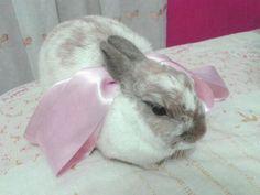 a rabbit with a pink ribbon on its head