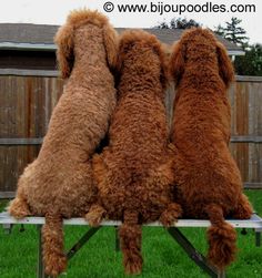 three brown dogs sitting on top of a metal bench in the grass with their backs to each other