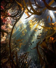 an underwater view of seaweed and other marine life in the ocean with sunlight streaming through