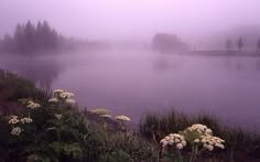 a foggy lake with white flowers in the foreground