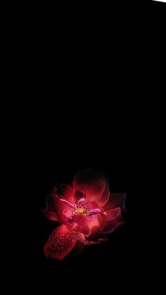 a red flower in the dark on a black background