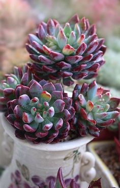 three succulents are sitting in a white pot on a table next to other plants