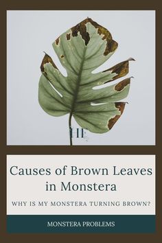 a green leaf with the words, cause of brown leaves in monstera