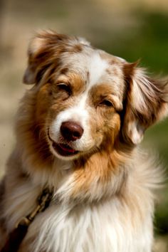 a brown and white dog sitting on top of a grass covered field