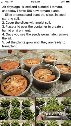 the instructions for how to grow tomatoes and lettuce in small pots on top of a table