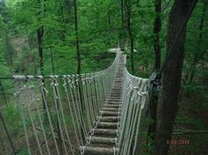 a rope bridge in the middle of a forest