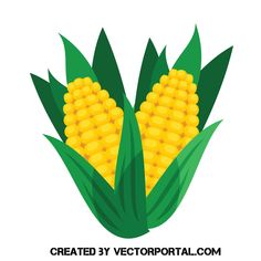 corn on the cob with green leaves and yellow kernels, flat style icon