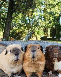 three brown and white guinea pigs sitting next to each other in front of some trees