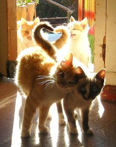 three cats are standing in front of an open door and one is looking at the camera