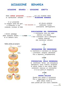 the diagram shows different stages of cellulition and how to use it in order to treat