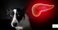 a black and white dog is looking at an image of the liver in red light