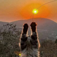 a cat that is standing up with its paws in the air as the sun sets