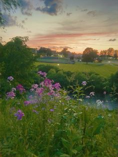 the sun is setting over a field with wildflowers and trees in the foreground