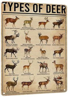 a poster with different types of deer on it's sides and the words types of deer