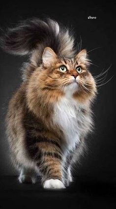 a fluffy cat with long hair standing in front of a black background