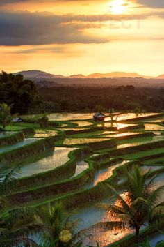 The Perfect 7 Day Bali Itinerary Bali Photos, Bali Itinerary, Rice Fields, Bali Island