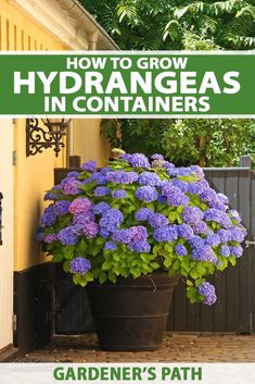 a potted plant with purple flowers in it and the words how to grow hydrants in containers