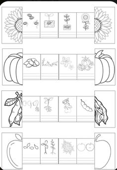 worksheet for beginning with the letter o and an image of apples, sunflowers, flowers