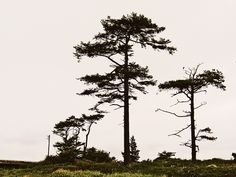 three tall trees sitting on top of a lush green hillside