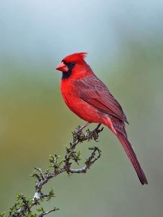 a red bird sitting on top of a tree branch next to green and gray background