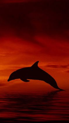 a dolphin jumping out of the water at sunset