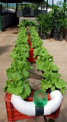 a row of green plants sitting on top of red crates