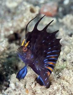 a fish that is sitting on some sand