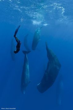 a group of dolphins swimming in the blue water with their heads above the water's surface