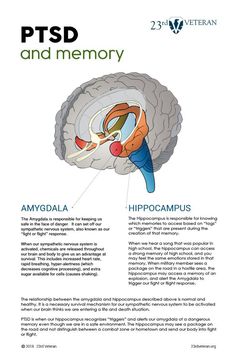 an image of the inside of a human brain with information about its functions and function