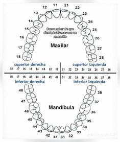 Dental Hygienist School, Dental Ceramics, Dental Assistant Study, Spa Logo Design, Tooth Chart, Dental Anatomy, Dental Life