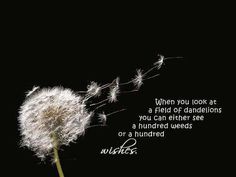 a dandelion with the words when you look at a field of dandelions you can either see a hundred weeds or a hundred wishes