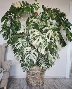 a large potted plant sitting on top of a wooden floor next to a chair