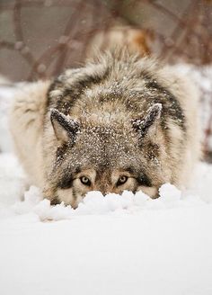 a wolf in the snow looking at something