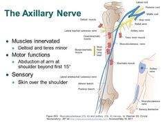 Musculocutaneous Nerve, Sensory Area, Physical Therapist Assistant, Physical Therapy Assistant