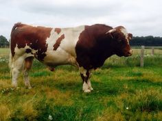 a brown and white cow standing on top of a lush green field