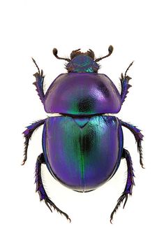 a purple and green beetle sitting on top of a white surface