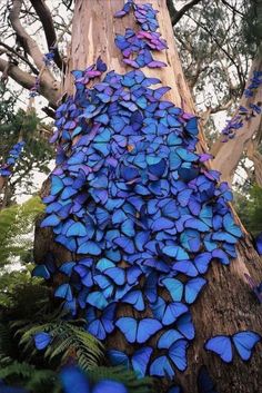 blue butterflies on the bark of a tree